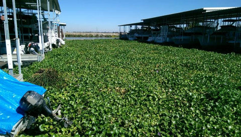 California Delta Hyacinth Marina Infestation