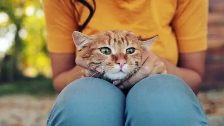 猫のうつ病の兆候