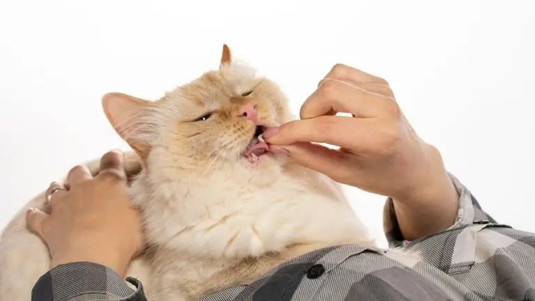 猫のうつ病の兆候