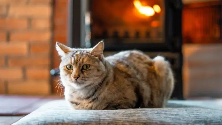 猫のうつ病の兆候