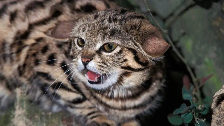 猫のうつ病の兆候
