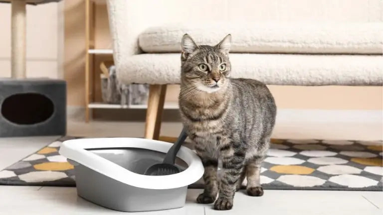 猫のうつ病の兆候