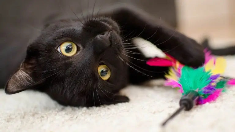 猫のうつ病の兆候