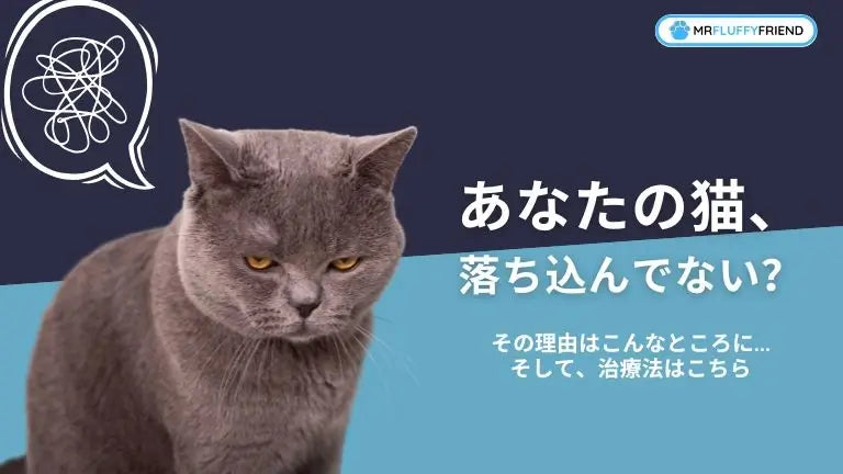 猫のうつ病の兆候