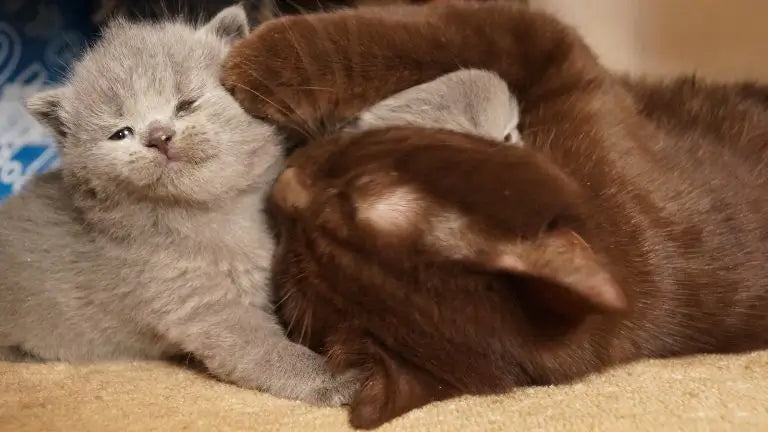 子猫と猫が遊んでる – いい感じ！