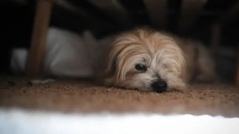 ベッドの下にいる小さな犬、柔らかい光に照らされた不安な表情を見せている。