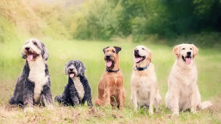 五つの異なる犬種が緑の芝生の上に座り、皆楽しそうな表情をして舌を出している、自然の中で。