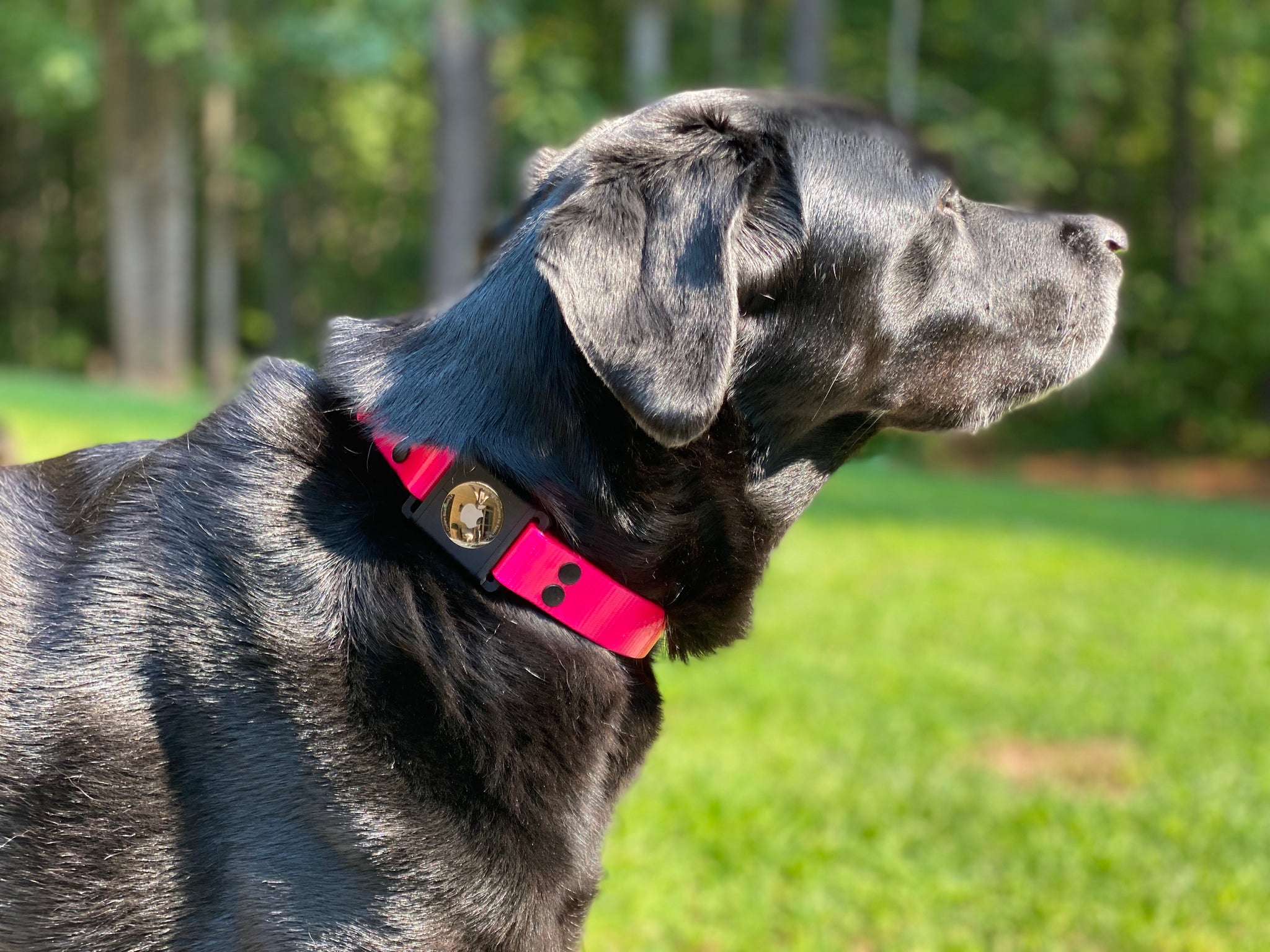 Nine Twenty Eight™ Faux Leather Apple AirTag Small Dog Collar