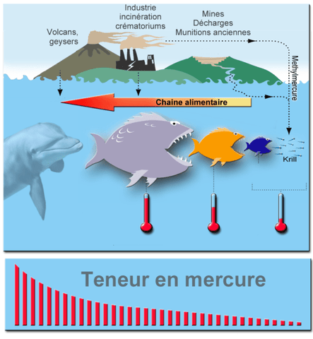 mercure-environnement