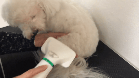 2-in-1 Portable Pet Grooming Dryer™ 35% OFF – Catcordion Shop
