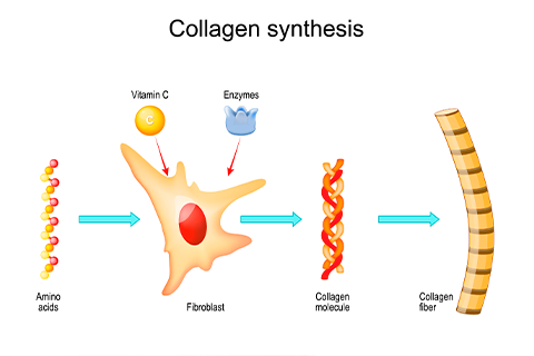 collagen synthesis