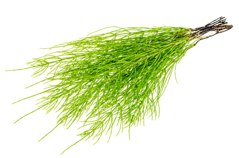 horsetail hair growth ingredient