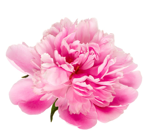 Chinese peony hair growth ingredient