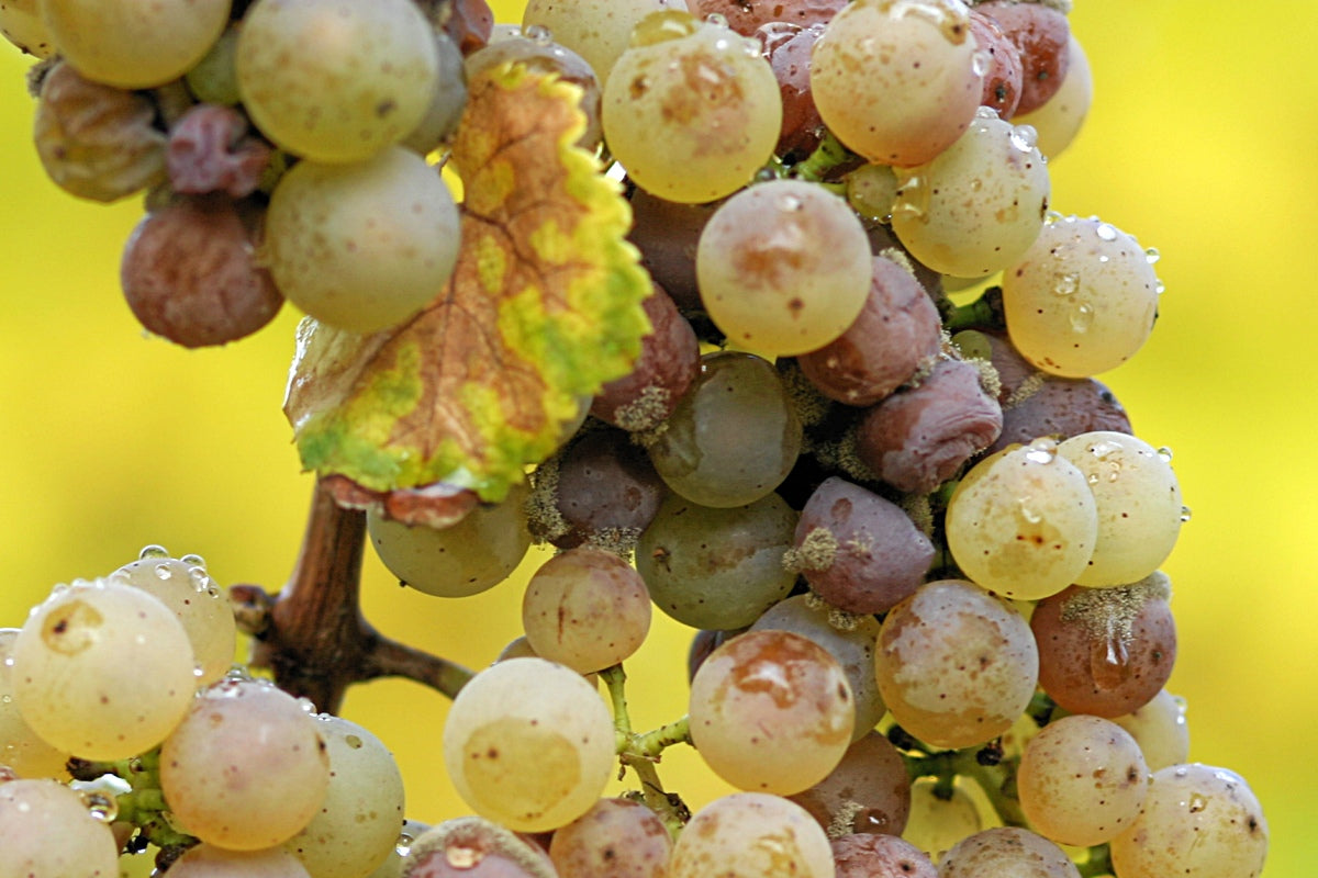 Botrytis_riesling.jpg__PID:6bd8b9dd-2b92-4c12-8304-c4e0ab1241ae