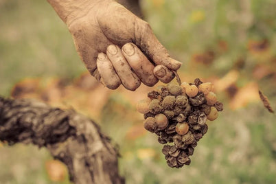 Sauternes-Winemaking_jpg.webp.jpeg__PID:616f085d-235e-4908-9089-03ed23d078a7