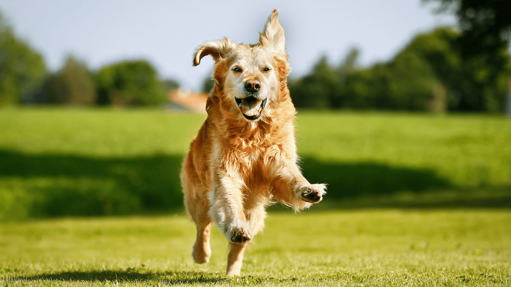 Happy Golden Retriever Running In The Field