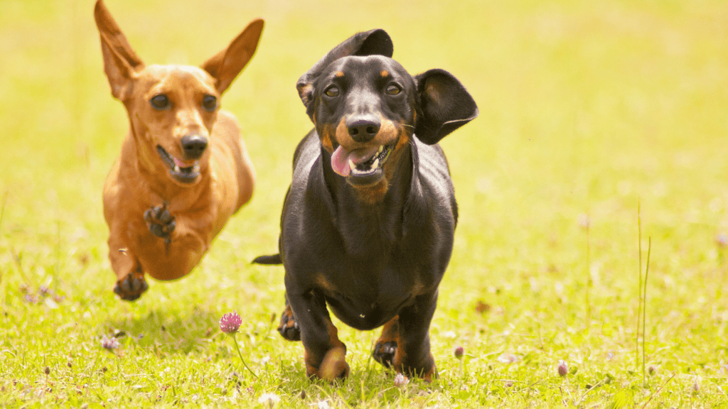 Dogs Running In The Field