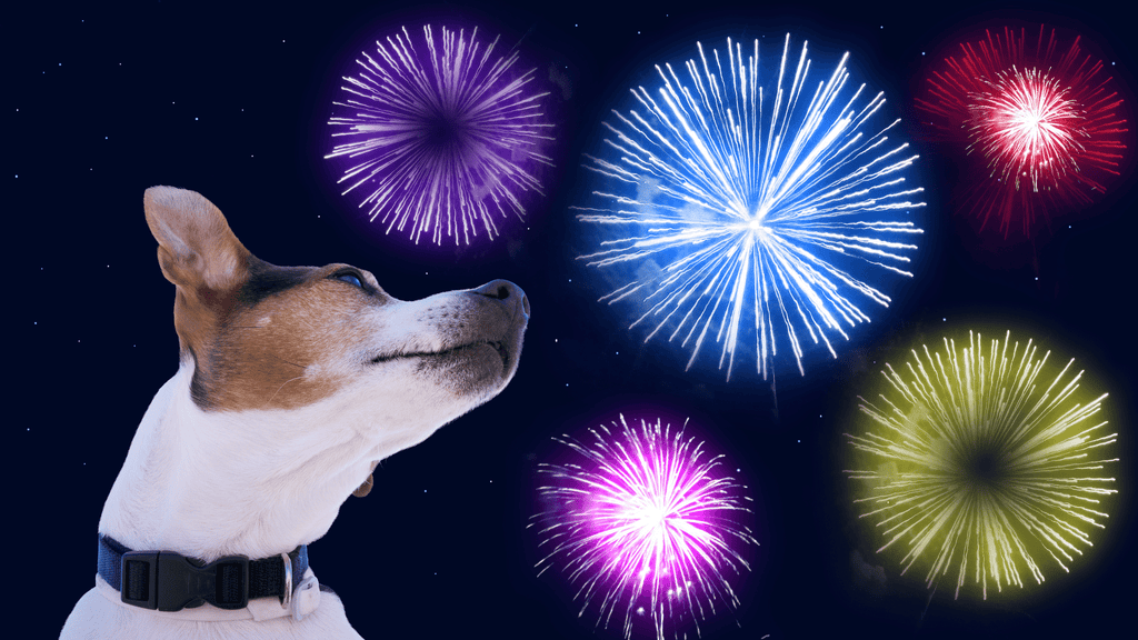 Dog Anxious From Fireworks