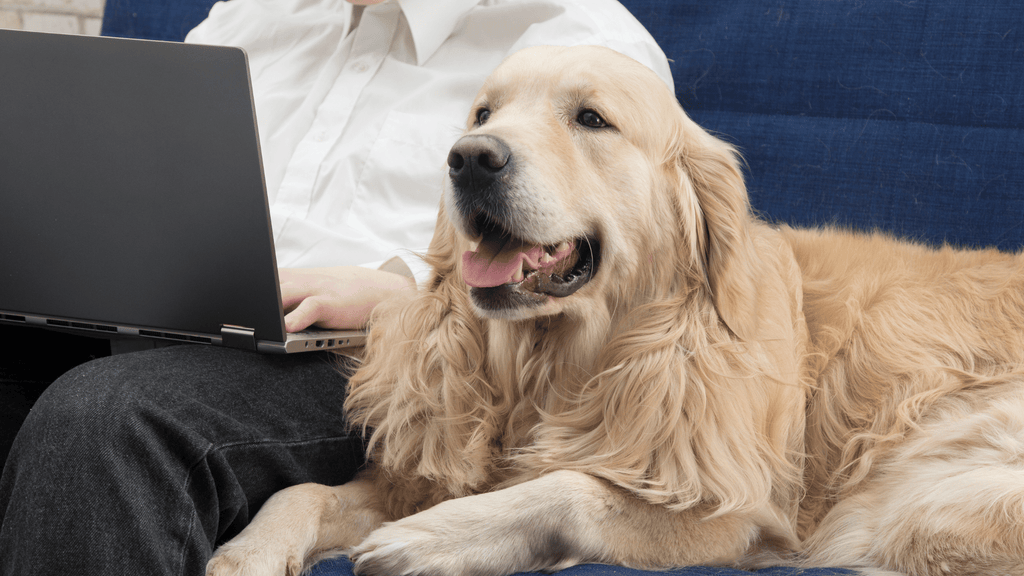 Owner Shopping Online With Dog Beside Him