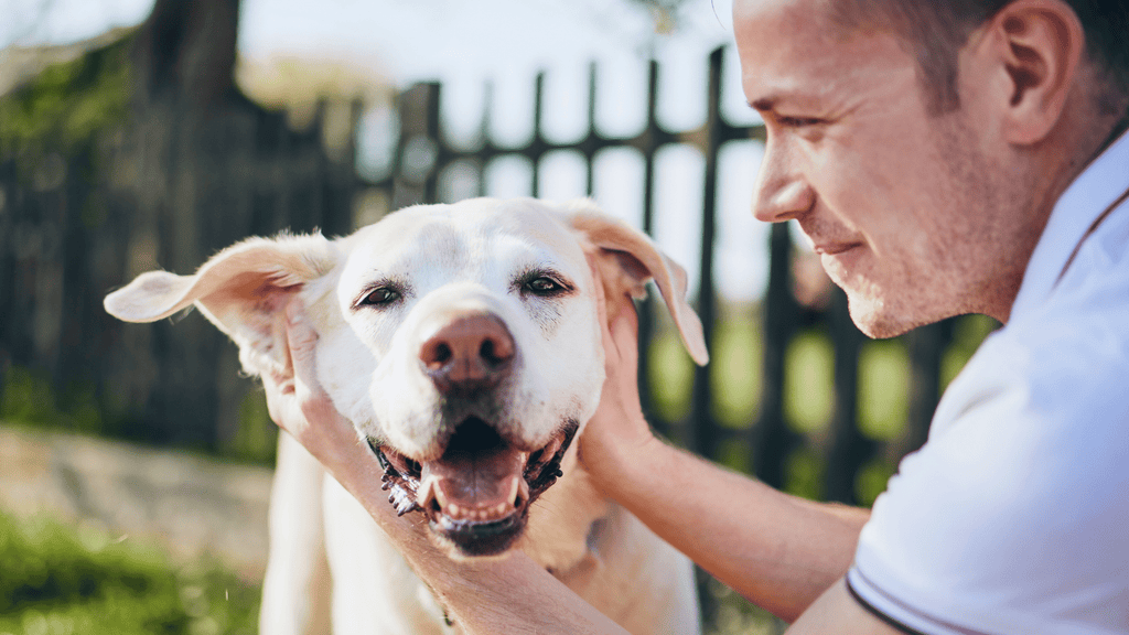 Dog Owner Rubbing Dog's Ears