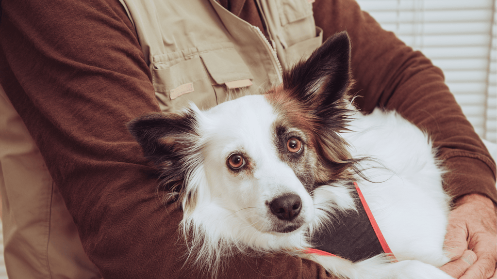 Dog With Physical Therapist