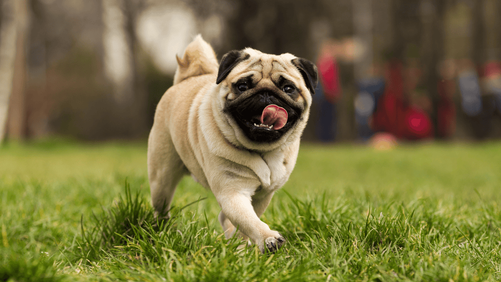Happy Pug Walking In Grass