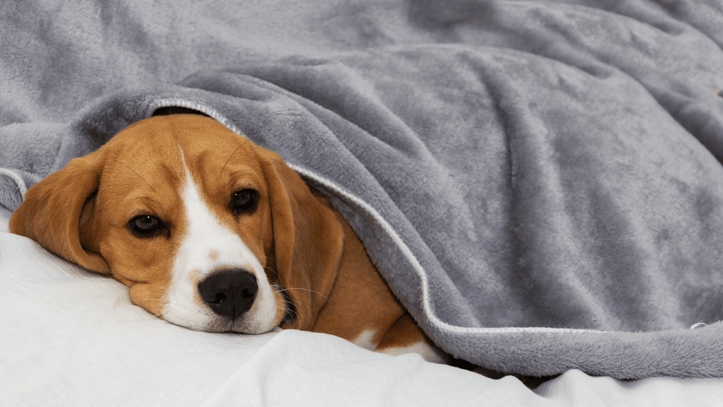 Anxious Dog Hiding In Blanket