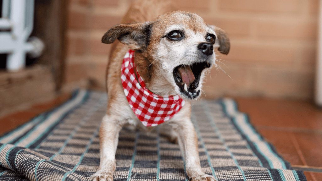 Anxious Dogs