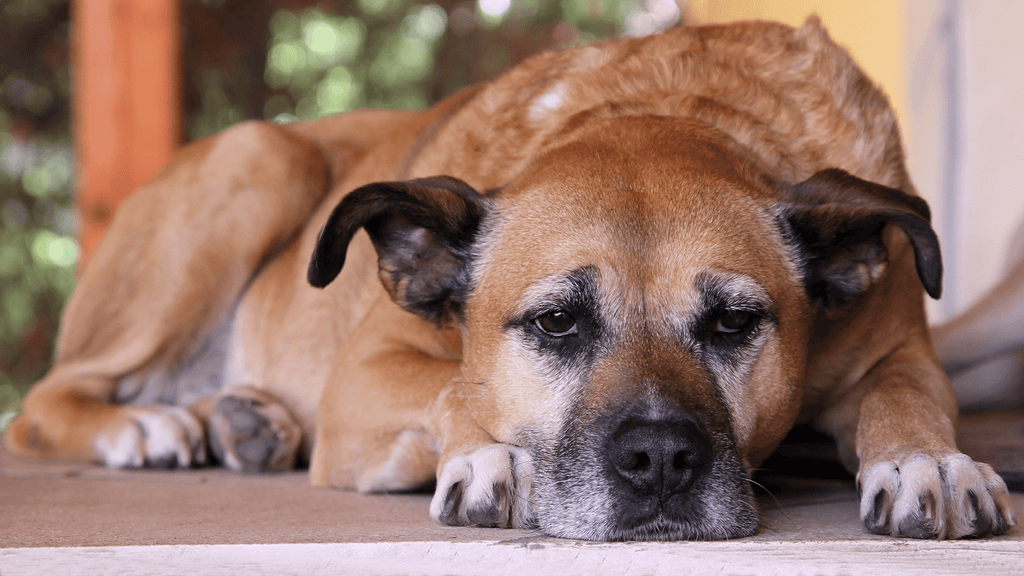 Senior Dog Laying On Porch