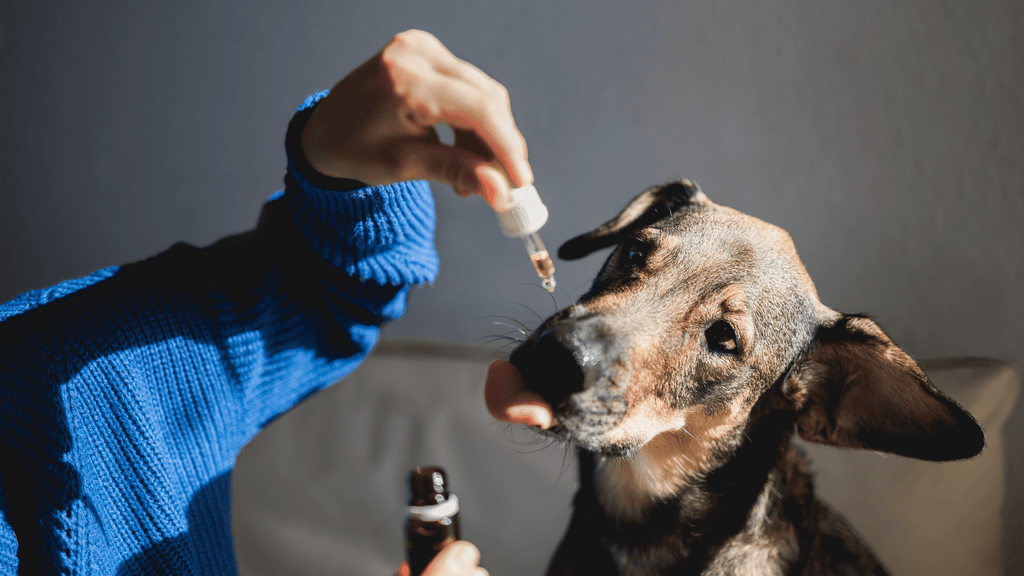 Feeding Dog CBD Oil