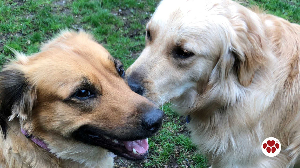 2 dogs kissing