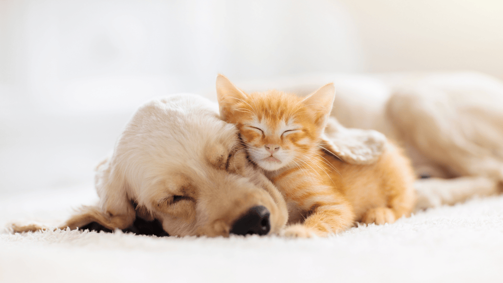 Dog & Cat Sleeping