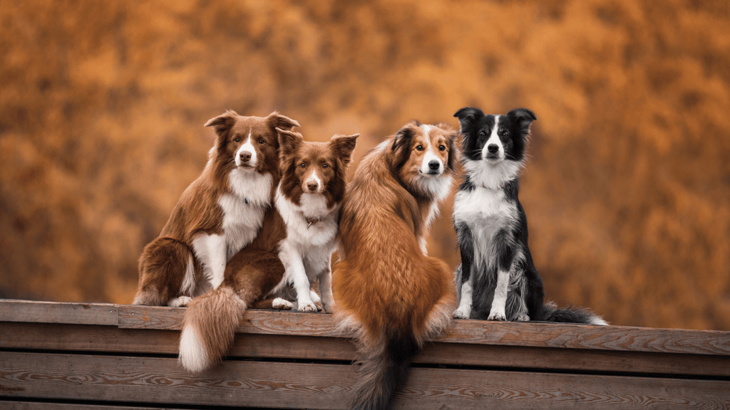 Dogs On Fence