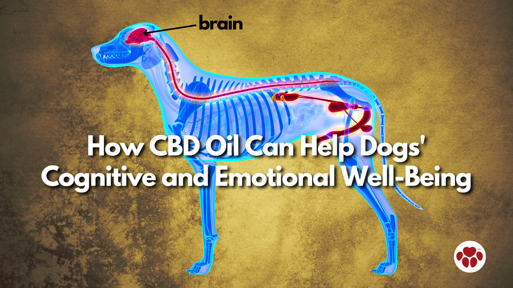 How CBD Oil Can Help Dogs' Cognitive and Emotional Well-Being