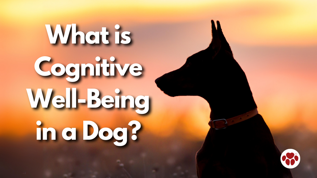 What Is Cognitive Well-Being in a Dog?