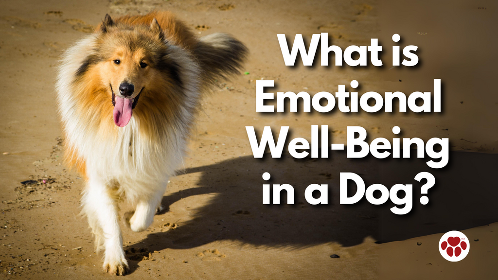 What is  Emotional  Well-Being  in a Dog?