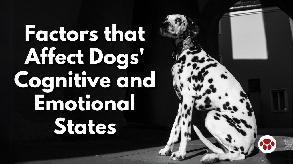 Factors that Affect Dogs' Cognitive and Emotional States