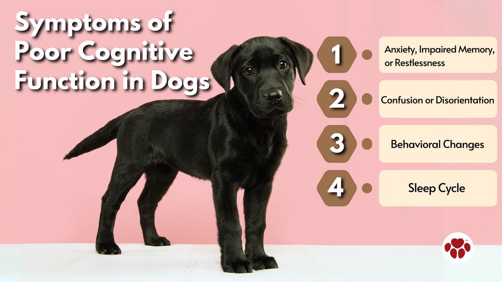 Symptoms of  Poor Cognitive Function in Dogs