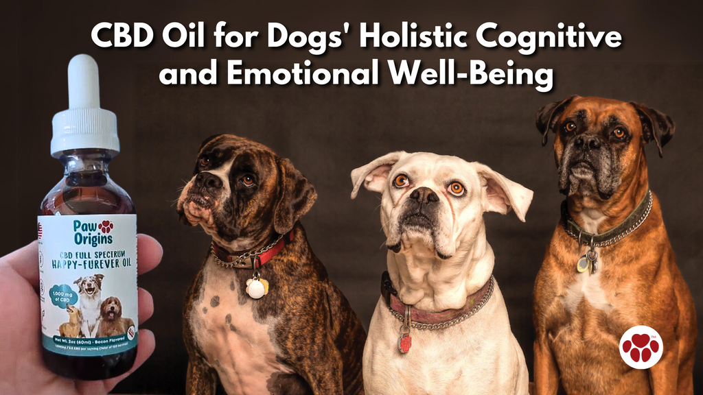 CBD Oil for Dogs' Holistic Cognitive and Emotional Well-Being