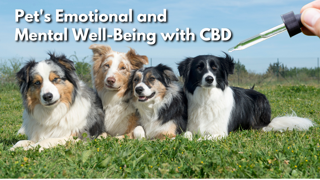Pet's Emotional and  Mental Well-Being with CBD