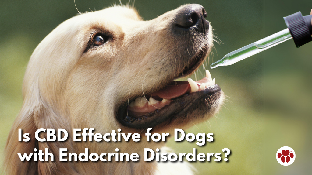 Is CBD Effective for Dogs with Endocrine Disorders?