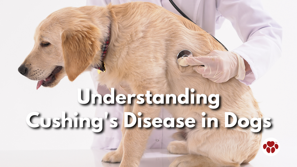 Understanding  Cushing's Disease in Dogs