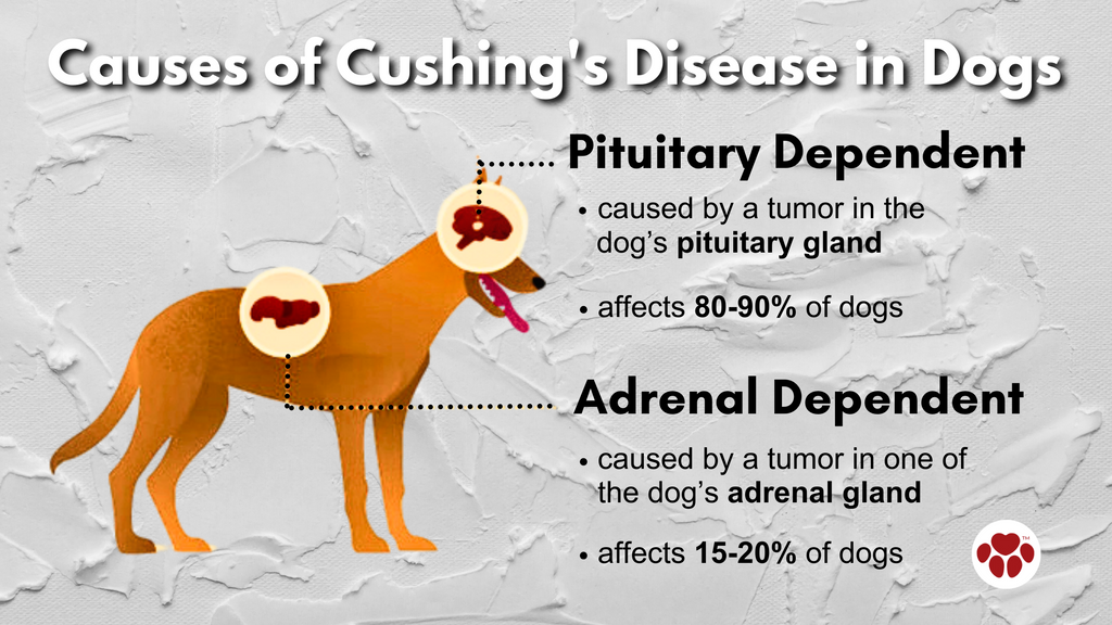 Causes of Cushing's Disease in Dogs