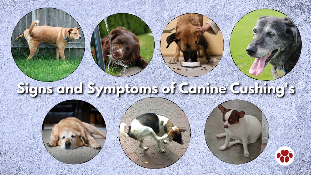 Signs and Symptoms of Canine Cushing's