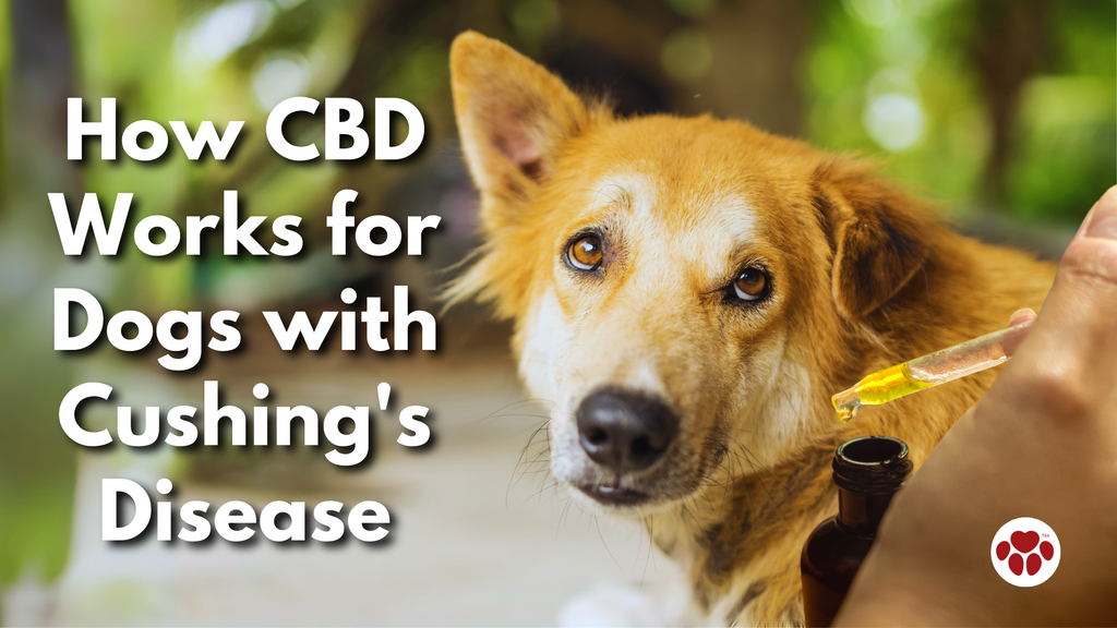 How CBD Works for Dogs with Cushing's Disease