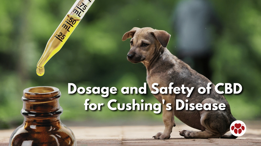 Dosage and Safety of CBD for Cushing's Disease