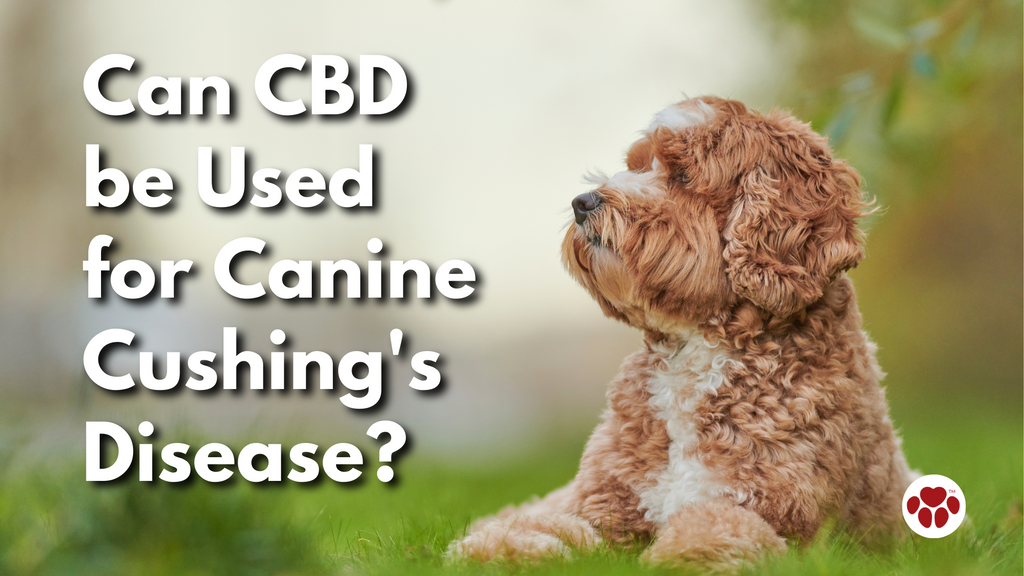 Can CBD be Used for Canine Cushing's Disease?