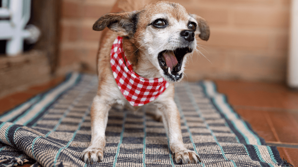 Anxious Dog Barking