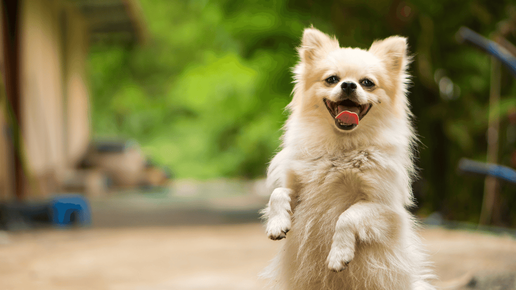 Dog Pain-Free From Using CBD Oil