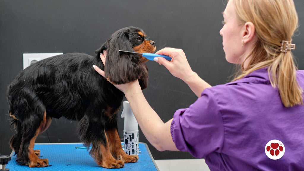 A cocker spaniel stands on a table while being groomed